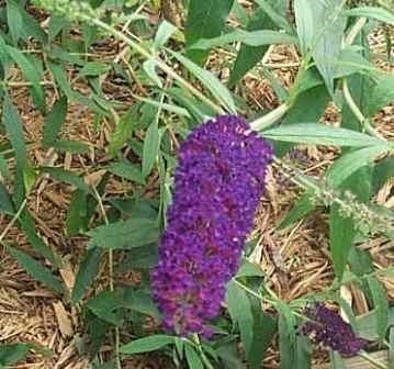 Black Knight Butterfly Bush,Buddleia davidii 'Black Knight', copyright © almostedenplants.com